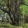 Tour 12: Darß - 1